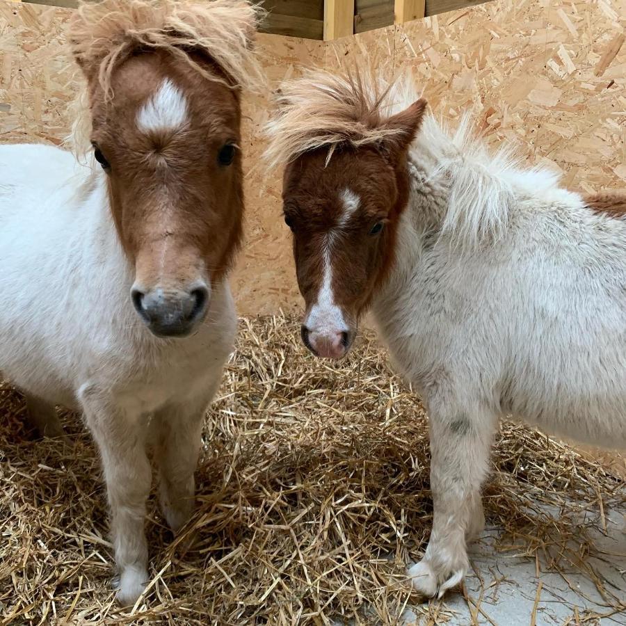 ホテル Delny Glamping And Farm Animals インヴァーゴードン エクステリア 写真