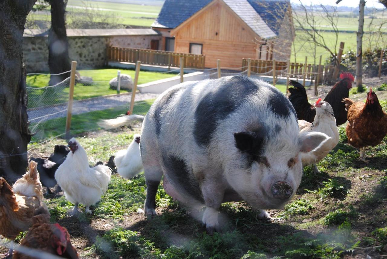 ホテル Delny Glamping And Farm Animals インヴァーゴードン エクステリア 写真