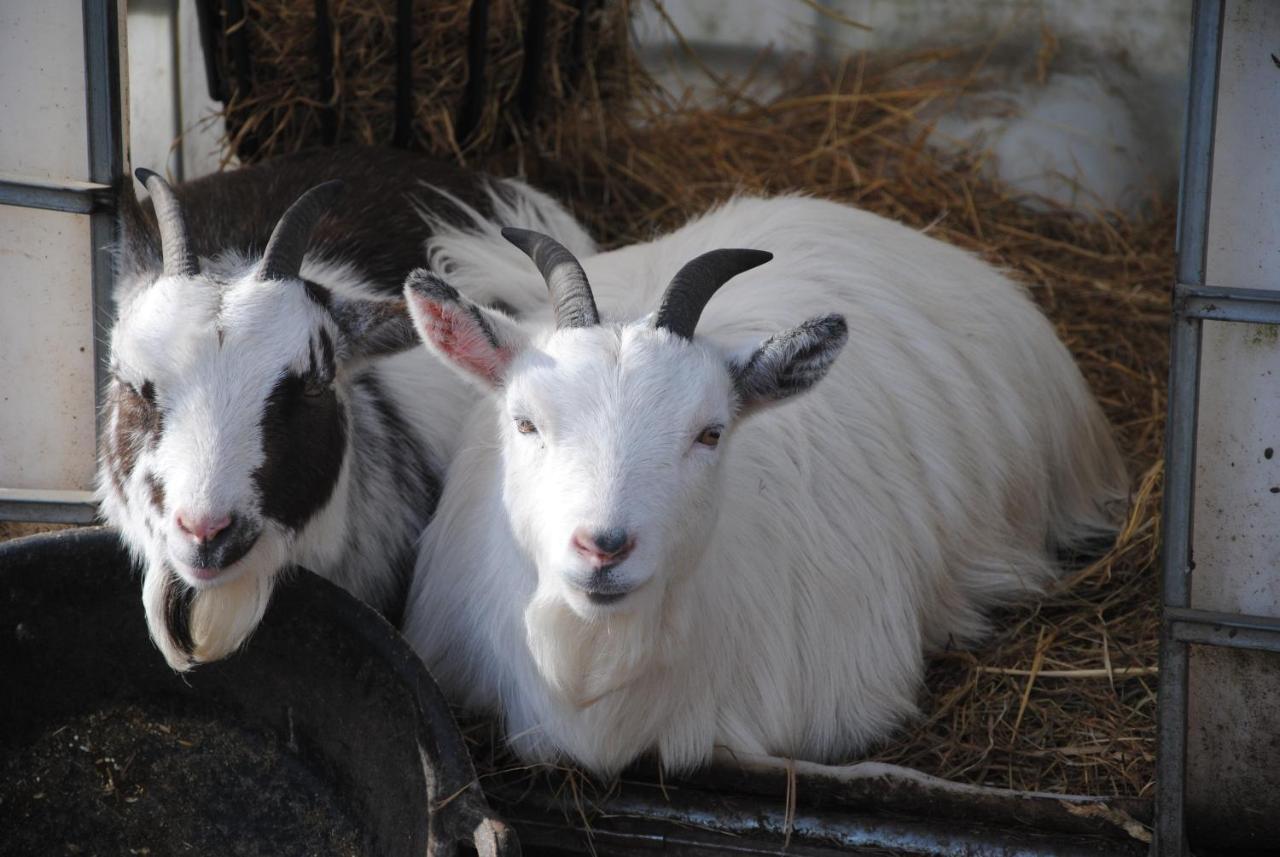 ホテル Delny Glamping And Farm Animals インヴァーゴードン エクステリア 写真