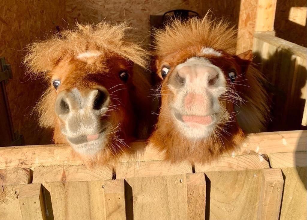 ホテル Delny Glamping And Farm Animals インヴァーゴードン エクステリア 写真